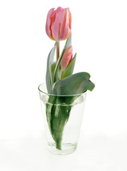 pretty pink tulip close up at spring