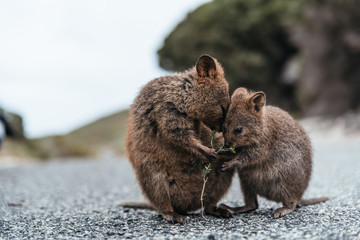 Baby and mother quokka eating green twigs. Cute quokkas on Rottnest Island, Western Australia....
