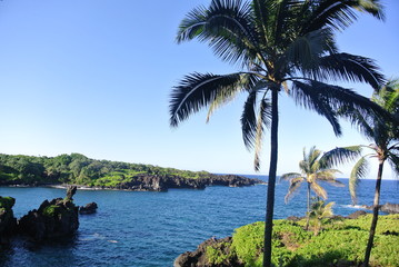 tropical beach with palm trees