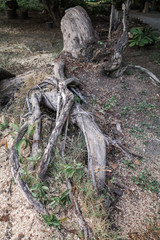 tree roots and old stump, trees being cut down in a dense forest