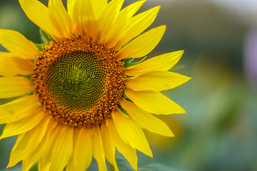 sunflower in the garden