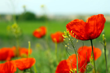 Field of red poppies with focus on one of them