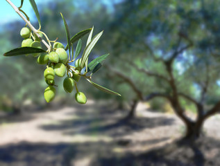 Green olives on the tree