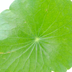 Closeup leaf of Gotu kola, Asiatic pennywort, Indian pennywort on white background, herb and medical concept, selective focus
