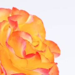 Fototapeta na wymiar Yellow rose on white background