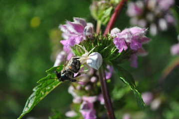 Soft yellow camouflaged thomisus onustus (crab spider) on blooming sage holding honey bee, blurry soft background