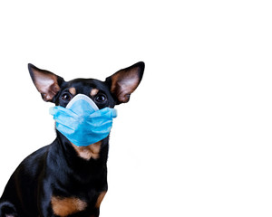 Dog in Coronavirus Medical Protective Mask isolated on white background with copy space. Dog against COVID-19 virus pandemic concept.