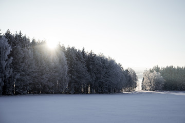 morning in the forest