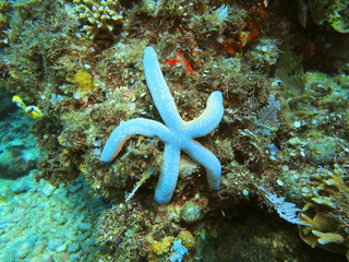 The amazing and mysterious underwater world of Indonesia, North Sulawesi, Manado, starfish