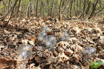 Incandescent lamp in wood on the leaves