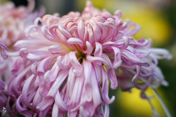 yellow dahlia flower
