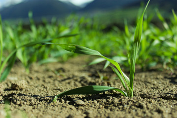 Gerste, Getreide, Landwirtschaft Tirol