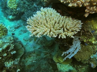 The amazing and mysterious underwater world of Indonesia, North Sulawesi, Manado, stone coral