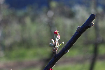 junge Apfelbaum Bl&uuml;te 