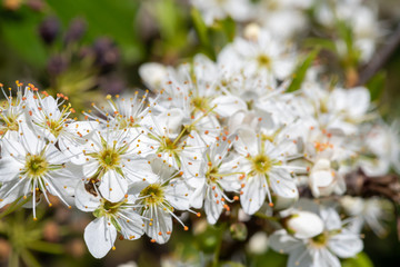 Close up of pollinated sloe blossom (prunus spinosa)
