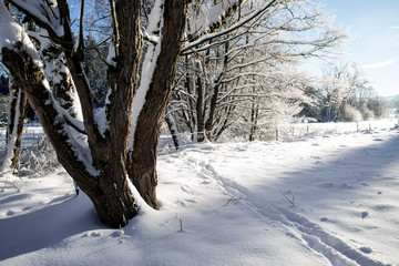 Obraz premium winterwonderland