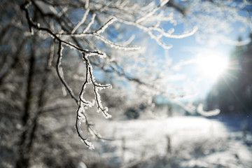 snow covered branches