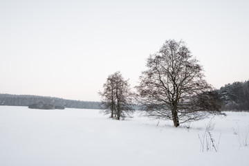 Fototapeta na wymiar wooden in snow