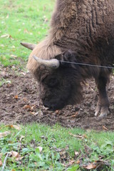 Fototapeta premium Búfalo