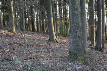 Evening light falling through woods in Bavaria during Spring