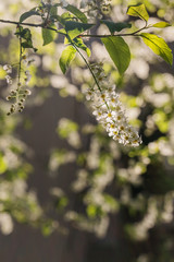 Zweige mit Blüten der Gewöhnlichen Traubenkirsche im Morgenlicht - 339457107
