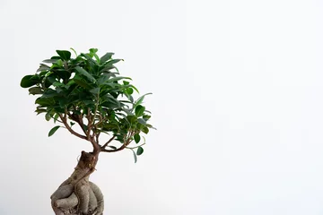 Schilderijen op glas Small bonsai ficus microcarpa ginseng plant on a white background © loreanto