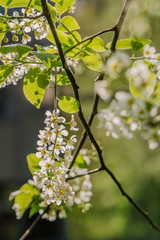 Zweige mit Blüten der Gewöhnlichen Traubenkirsche im Morgenlicht - 339457150