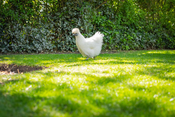 Loan adult silkie hen seen on her way to laying an egg at a nearby chicken coop. Part of a free range flock kept for there tasty eggs.