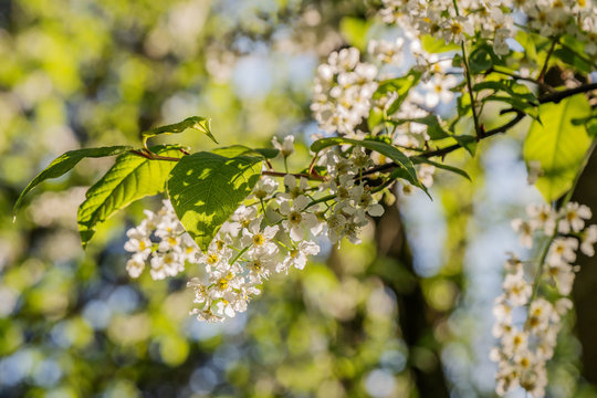 Zweige mit Bl&uuml;ten der Gew&ouml;hnlichen Traubenkirsche im Morgenlicht