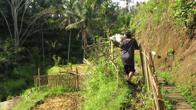 Farm worker walking on grass path near Tegalalang rice terraces in Ubud, Bali, Indonesia.
