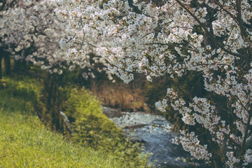 Obraz na płótnie Canvas 川沿いに咲く満開の桜と自然風景