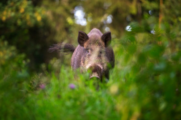 Portrait of a wild boar on a meadow with flowers.