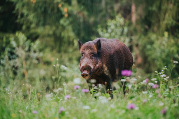 Portrait of a wild boar on a meadow with flowers.