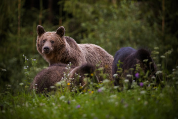 Carpathian brown bear in the wilderness