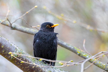 Common europe bird blackbird, Turdus merula, perched on tree. Czech Republic, Europe wildlife