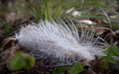 White feather lying on the ground.