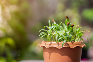 Selective focus of green leaves vegetables plant ( Chinese Convolvulus) in the brown pot with green blurred bokeh background. Gardening activity. Summer or spring season. Sunshine day.