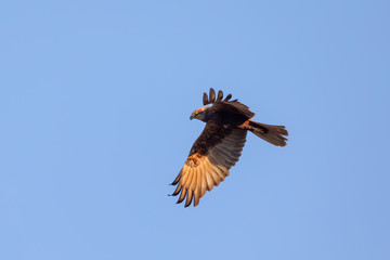 Marsh Harrier, Circus aeruginosus, Birds of prey landing on the blue sky. Czech Republic, Europe Wildlife