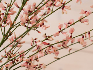 Bouquet of lilacs flowers on a light shabby wooden background. Vintage floral background with purple flowers. Copy space