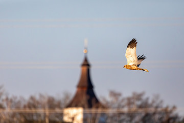 Marsh Harrier, Circus aeruginosus, Birds of prey landing on the blue sky. In background village...