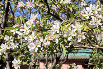 Fototapete bei efototapeten.de bestellen   