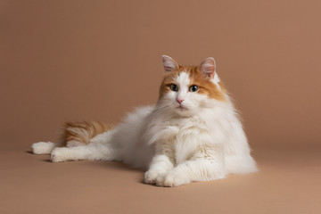 Turkish van cat isolated on a brown background slightly looking to the left. White fluffy angora fur and brown details, big cat breed. Big bright green eyes looking to the left. Cute ears and tail
