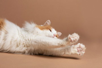 A cute beautiful white and brown colored turkish van cat laying in front of a brown beige background, strechtching and showing his sharp nails horizontal studio