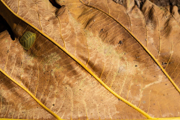 Dry autumn leaves in orange and brown colors. Close-up. Background.