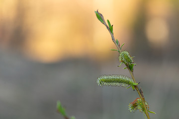 Salix purpurea (purple willow, purpleosier willow, or purple osier) is a species of willow native to most of Europe. Purple willow catkin, Salix purpurea