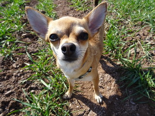 chihuahua puppy on grass