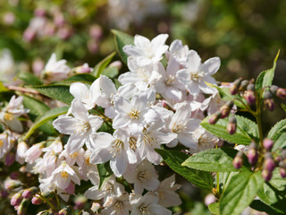 Gros plan sur grappes de fleurs blanches et boutons floraus roses du petit arbuste japonais ornemental du deutzie grêle (Deutzia gracilis)
