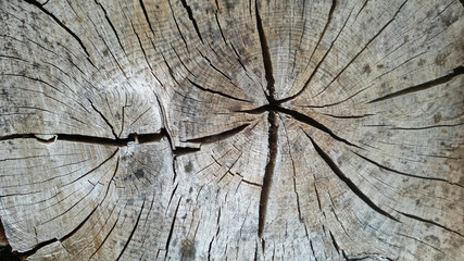 Trocknungsrisse in Baumquerschnitt mit doppeltem Kern 