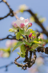 Zweig mit Apfelblüten im Frühling - 339460948