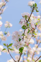 Zweig mit Apfelblüten im Frühling - 339460950
